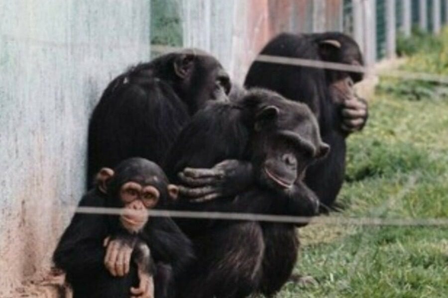 Αττικό Ζωολογικό Πάρκο: «Ποινικό αδίκημα» - Ο Αλέξης Κούγιας ανέλαβε την υπόθεση θανάτωσης του χιμπατζή