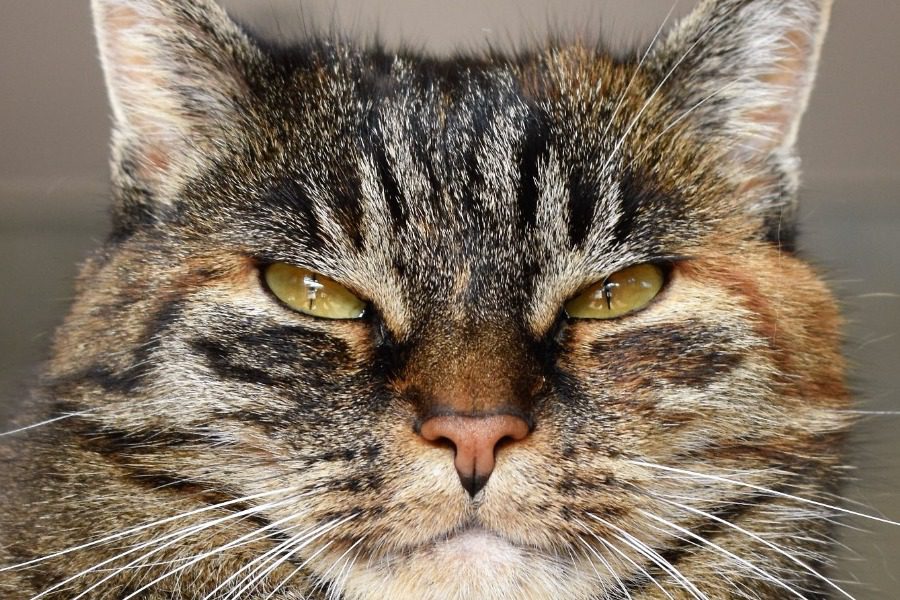 Κορωνοϊός: Βρέθηκε η πρώτη περίπτωση γάτας που μόλυνε άνθρωπο - Γενετική ανάλυση  έδειξε ότι τόσο η γάτα όσο και τρεις άνθρωποι είχαν μολυνθεί από την ίδια παραλλαγή του ιού