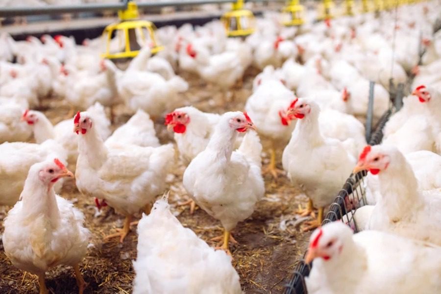Συναγερμός στην Ολλανδία από τη γρίπη των πτηνών: Θα θανατωθούν περίπου 216.000 πουλερικά
