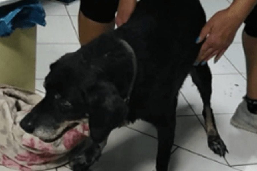 Χανιά:  Έδεσε τον σκύλο σε προφυλακτήρα αυτοκινήτου και τον έσερνε για ώρα