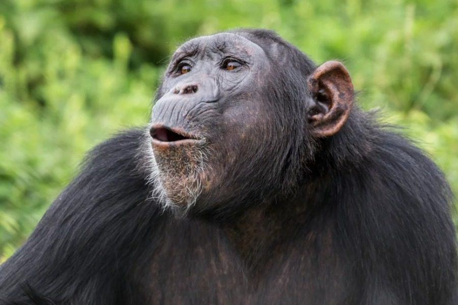 Αττικό Ζωολογικό Πάρκο: Σκότωσαν χιμπατζή που διέφυγε - Ο χιμπατζής έφυγε από το κλουβί του και ενεργοποιήθηκε το πρωτόκολλο ασφαλείας