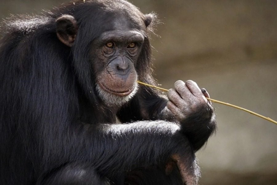 Σκότωσαν χιμπατζή στο Αττικό Ζωολογικό Πάρκο: «Κρίθηκε απαραίτητη η εξουδετέρωσή του» - Πολύ άσχημη εξέλιξη στο Αττικό Ζωολογικό Πάρκο