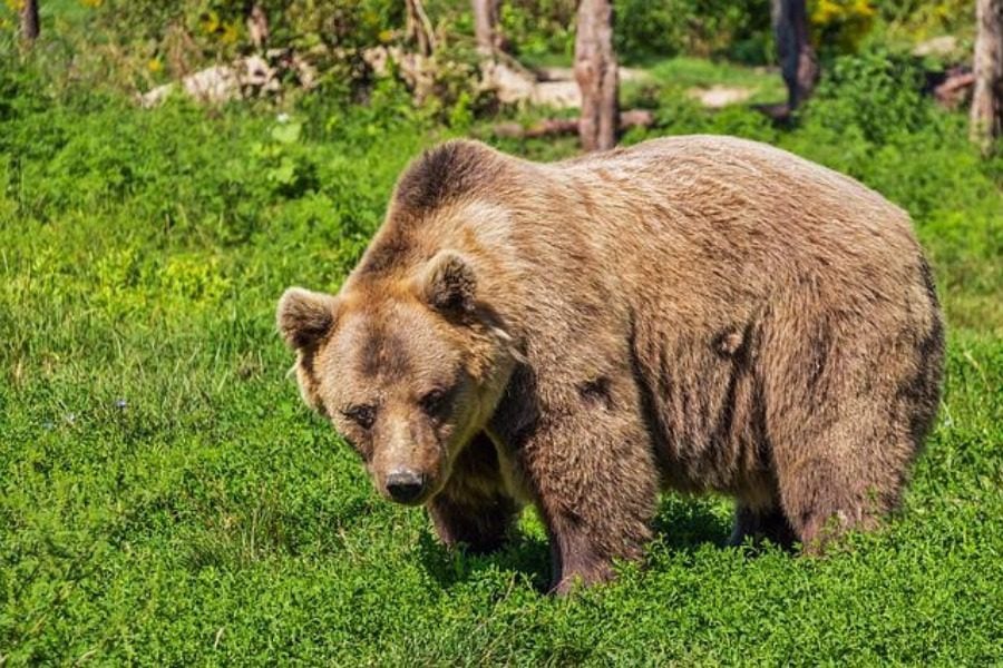 Κτηνωδία στη Φλώρινα: Πυροβόλησαν και σκότωσαν 3 αρκούδες - Η μια θήλαζε ακόμα τα μικρά της