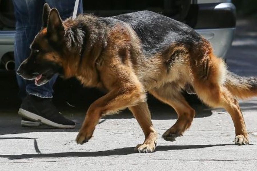 Καλαμάτα: Αγέλη σκύλων κατασπάραξε νεαρή γυναίκα - Σοκαριστικές εικόνες