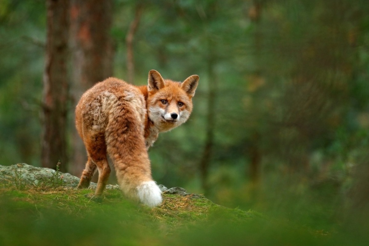 Κτηνωδία στην Κεφαλονιά: Σταύρωσαν και κρέμασαν αλεπού σε δέντρο αφού της έκοψαν την ουρά