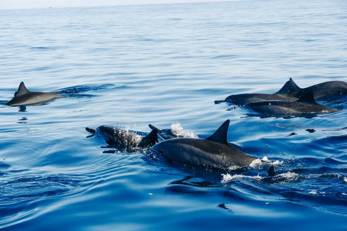 120 δελφίνια βρέθηκαν νεκρά στον Αμαζόνιο
