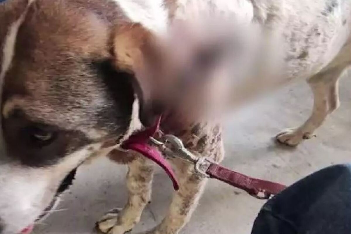 Αργαλαστή: Επικήρυξαν τον άγνωστο που πυροβόλησε αδέσποτο σκύλο