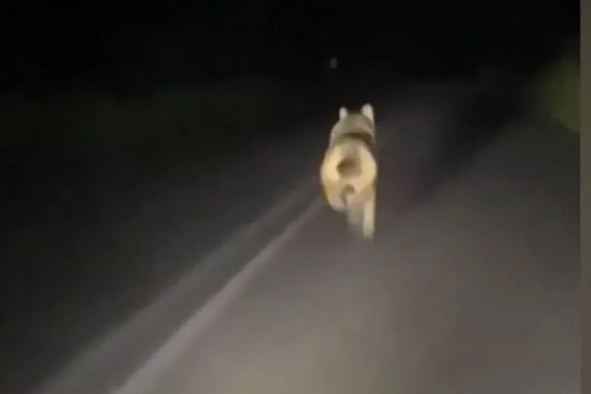 Εξοργιστικό βίντεο στο TikTok: Λύκος σε πανικό τρέχει να σωθεί από αυτοκίνητο που τον καταδιώκει