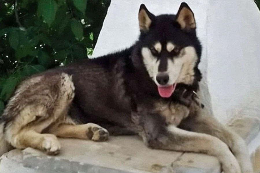 Υποψήφιος βουλευτής του 2019 δίνει 10.000€ σε όποιον γνωρίζει λεπτομέρειες για τον βασανισμό του Όλιβερ