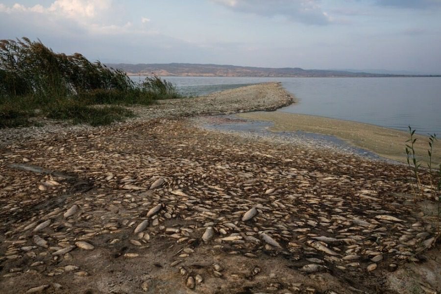 Εκατοντάδες νεκρά ψάρια στη λίμνη Κερκίνη