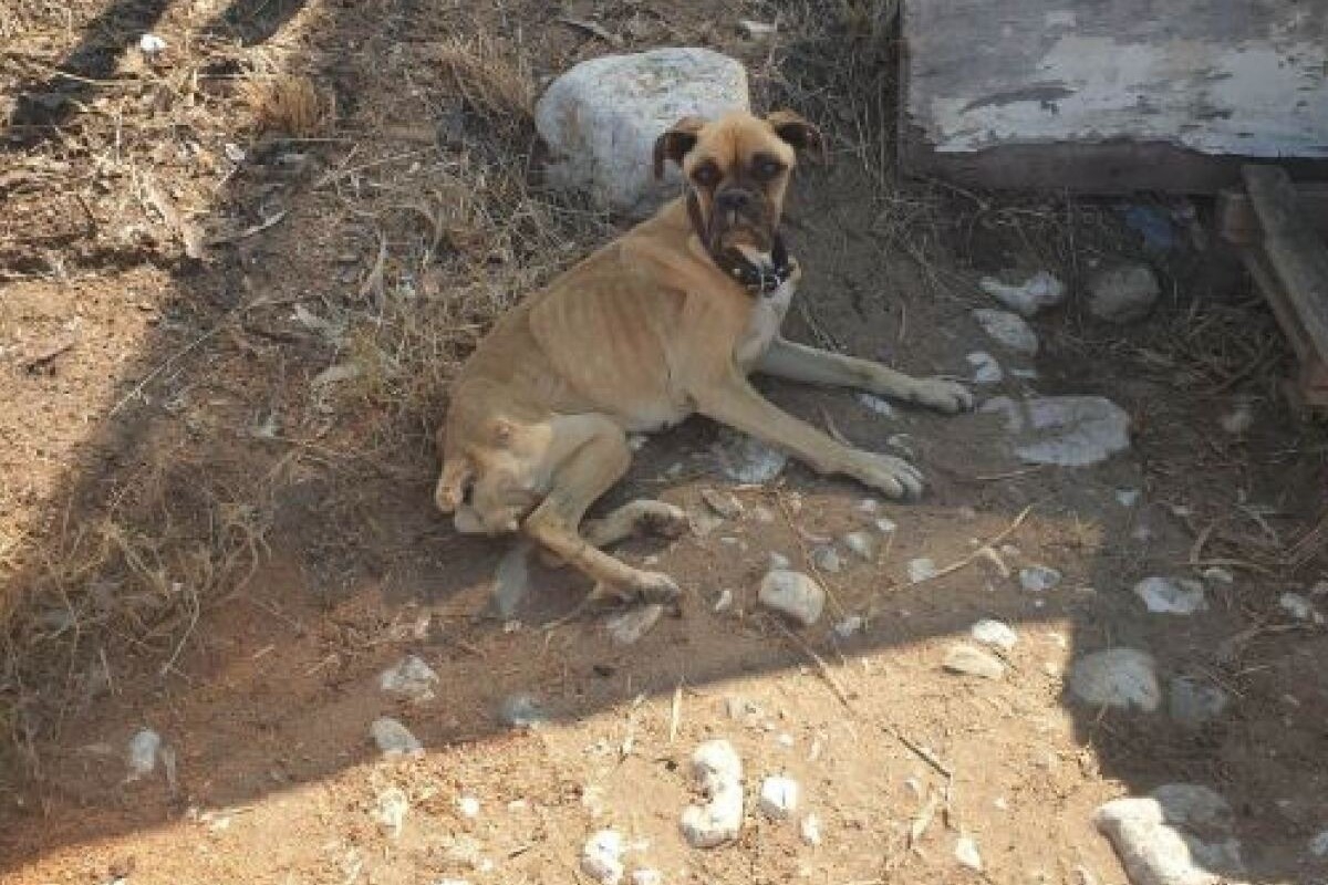 Ηλεία: Σκύλος βρέθηκε σκελετωμένος και αλυσοδεμένος