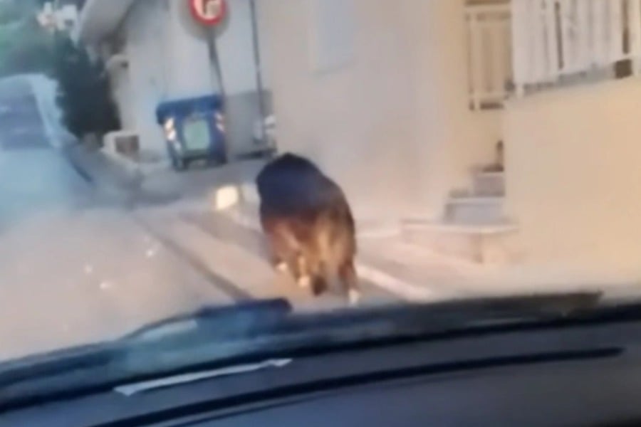 Αγριογούρουνο έκανε βόλτες σε δρόμο στο Περιστέρι
