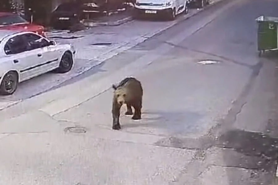 Αρκούδες εντοπίστηκαν να κυκλοφορούν σε κεντρικό δρόμο σε Κοζάνη και Γρεβενά
