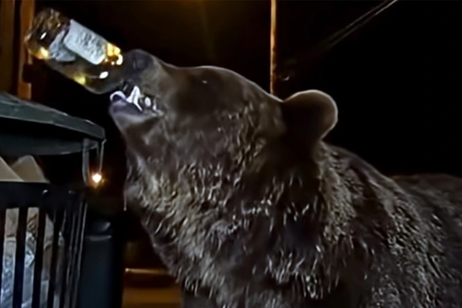 Η άγρια ζωή «έπεσε» στις… ουσίες: Μεθυσμένες αρκούδες που παίρνουν μαριχουάνα και άγριοι ιπποπόταμοι λόγω κοκαΐνης