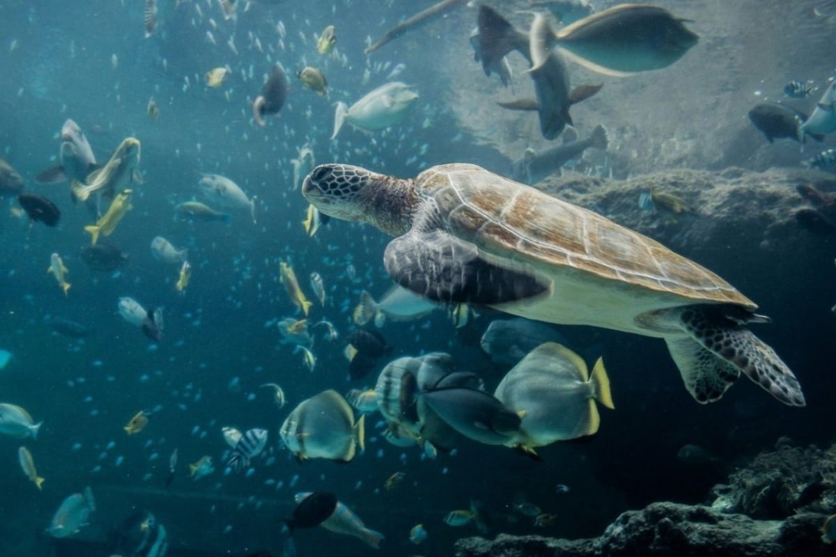 Χανιά: Σκότωσαν και διαμέλισαν χελώνα caretta-caretta επειδή τη θεωρούσαν... επιθετική