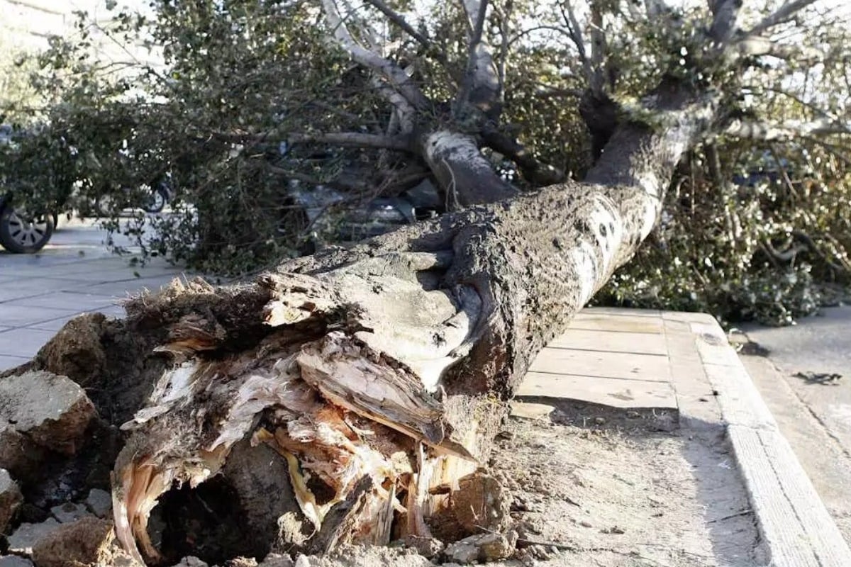 Σκοτώθηκε 12χρονος σε σχολική εκδρομή: Έπεσε δέντρο στο κεφάλι του