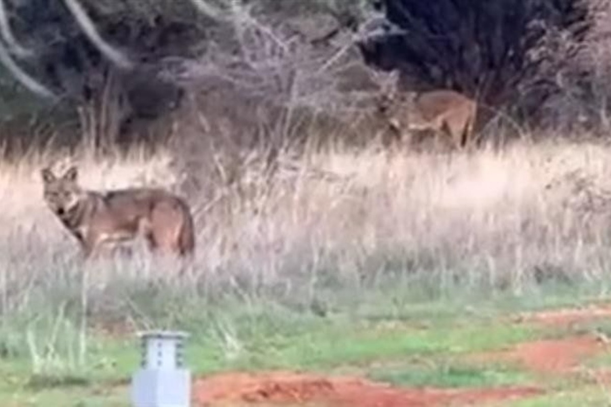 Ανησυχία στη Θεσσαλονίκη: Αγέλη λύκων εμφανίστηκε στην Πυλαία - Δείτε βίντεο