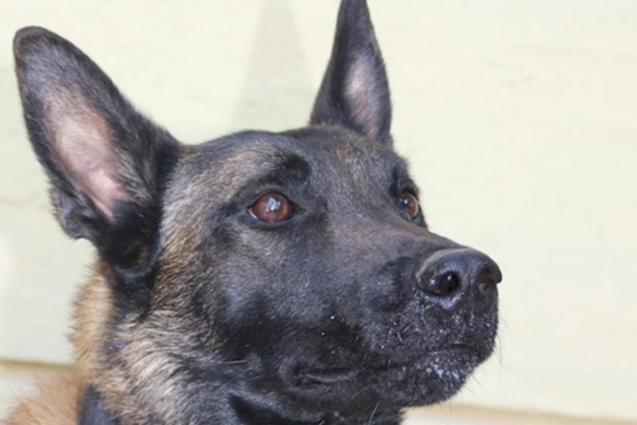 Νεκρός ο Echo, ο σκύλος ντετέκτιβ της Anubis: Από τον εντοπισμό του Μπάμπη στο Μεσολόγγι, στην έρευνα για τον Βασίλη Καλογήρου