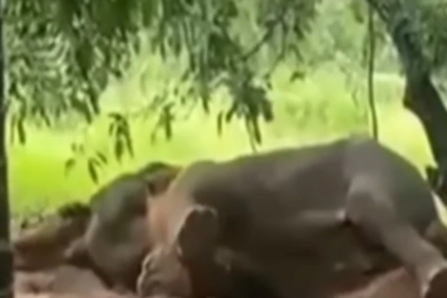 Έβαλαν φωτιά σε ελέφαντα και τον έκαψαν ζωντανό