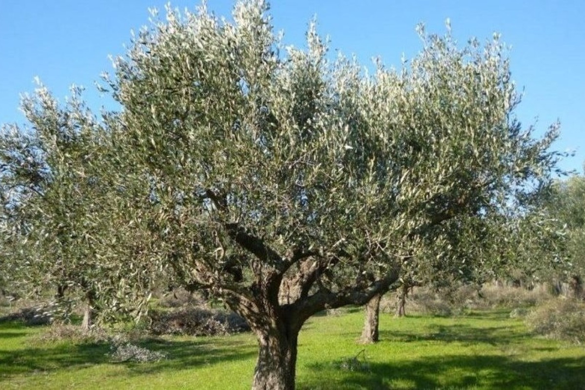 Τραγωδία στην Αχαΐα: Ανδρας βρέθηκε κρεμασμένος σε ελιά - Εντοπίστηκε σημείωμα