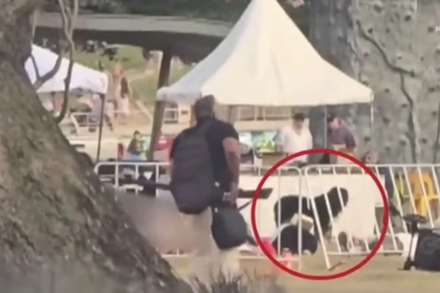 Σκύλος - ήρωας στέκεται πάνω από τον κηδεμόνα του κατά τη διάρκεια της φονικής επίθεσης στο Σίδνεϊ