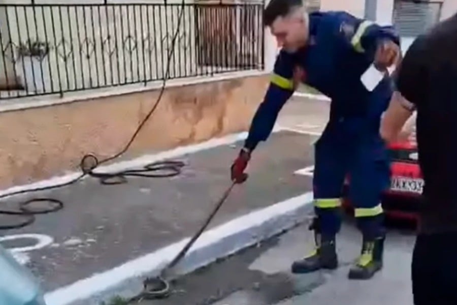 Φίδι στην αυλή σπιτιού έσπειρε τον πανικό στη Σπάρτη
