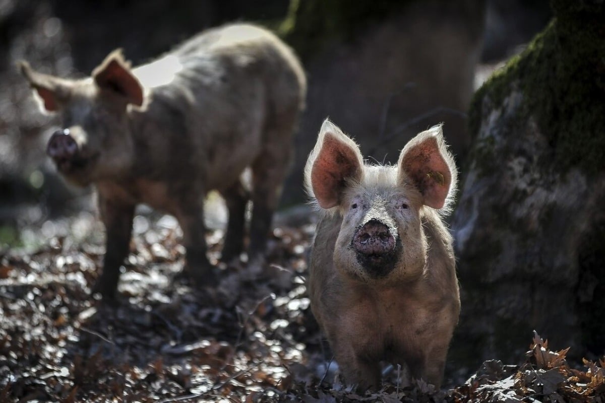 Ανησυχία στην Ισπανία: Εμφανίστηκαν έπειτα από 31 χρόνια κρούσματα αφρικανικής πανώλης των χοίρων