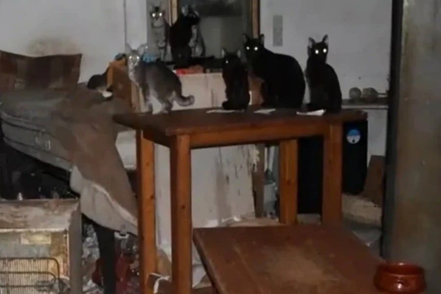 Στη φυλακή ο «συλλέκτης – κακοποιητής ζώων του Μοσχάτου»: Πρόστιμο 1,7 εκατ. ευρώ για 58 υποσιτισμένες γάτες