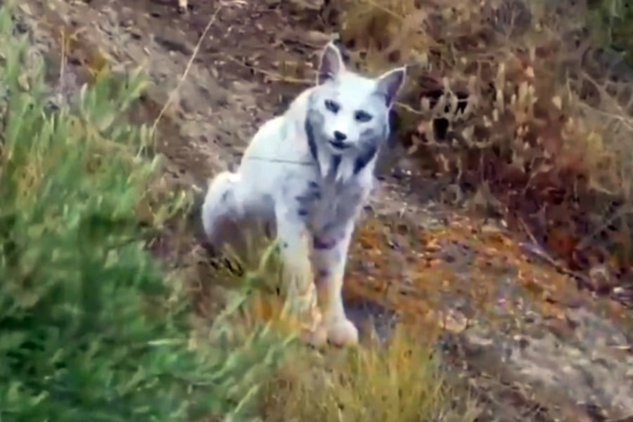 Το «Λευκό Φάντασμα» του μεσογειακού δάσους για πρώτη φορά στον φακό