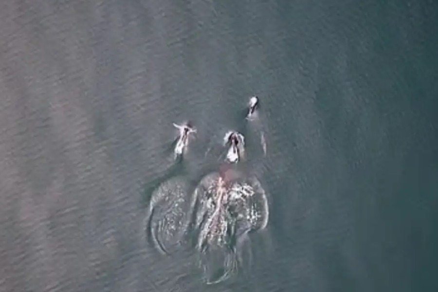 Όρκα και δελφίνια κυνηγούν παρέα σολομό και μοιράζονται το γεύμα