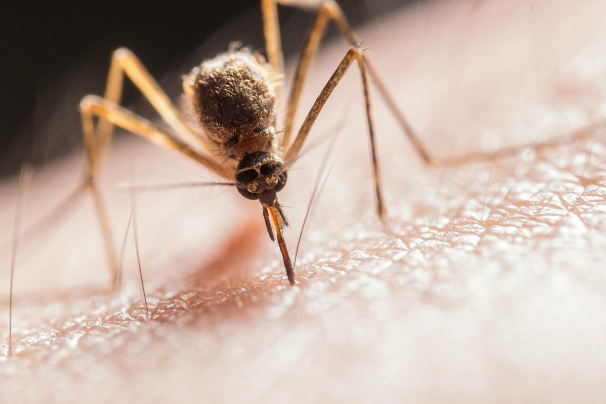 Ραγδαία εξάπλωση του ιού chikungunya στην Ευρώπη – Συναγερμός σε Γαλλία και Ιταλία