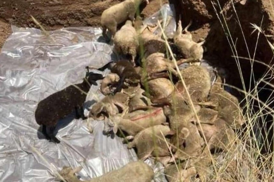Φρίκη στα Τρίκαλα: Έθαψαν ζωντανά 350 πρόβατα που προσβλήθηκαν από πανώλη