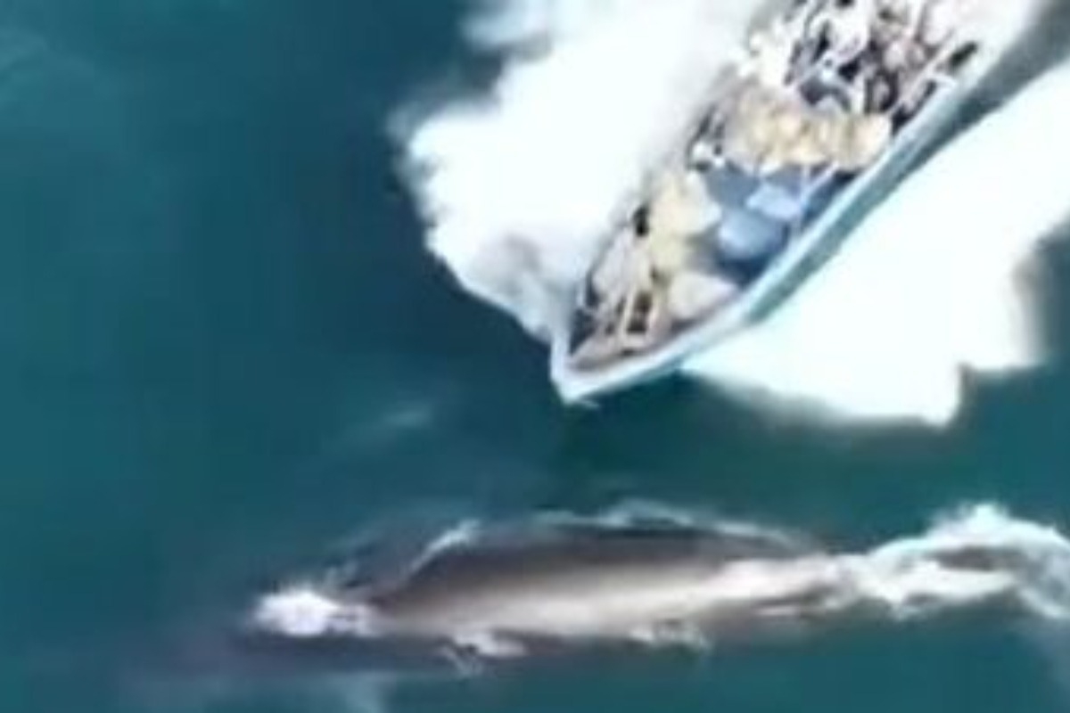 Η στιγμή που κινεζικό αλιευτικό χτυπά φάλαινα - Πλάνα από drone