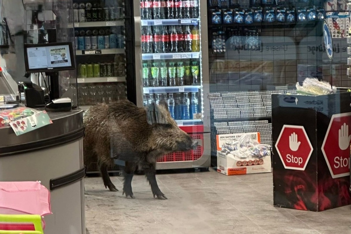 Βερολίνο: Αγριογούρουνο έκανε... βόλτα σε εμπορικό κέντρο - Το έδιωξαν αστυνομικοί με ασπίδες