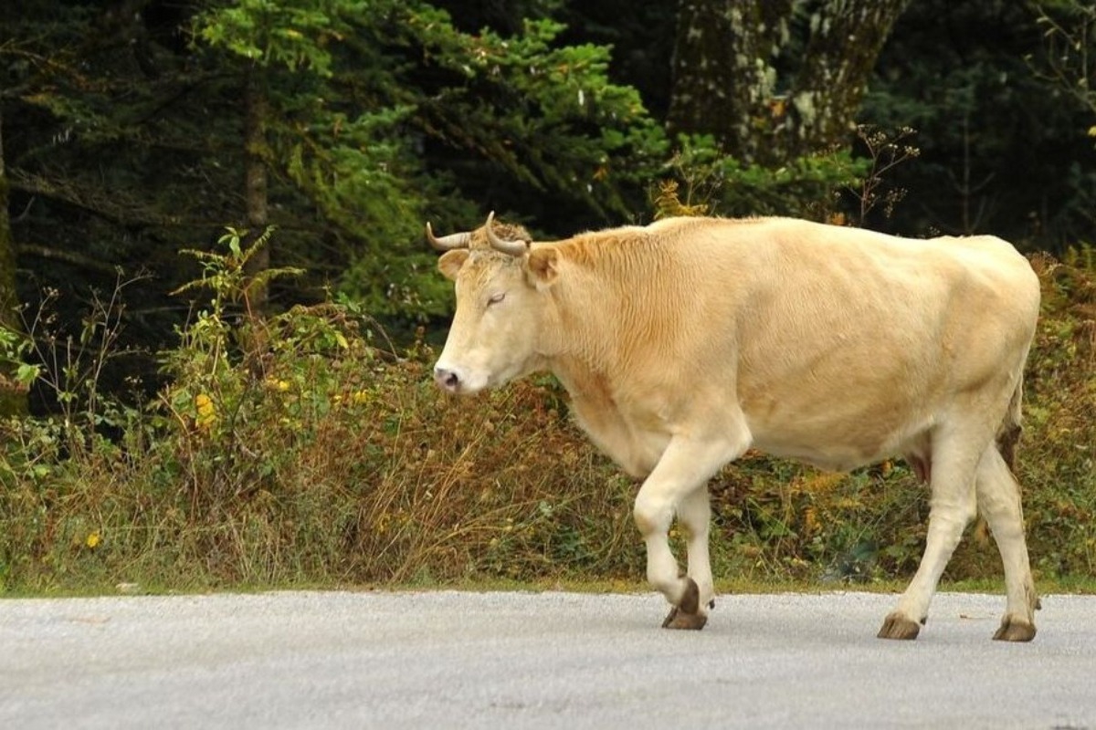 Σίνδος: Αγελάδα βγήκε βόλτα στην Εθνική Οδό και προκάλεσε κυκλοφοριακό κομφούζιο