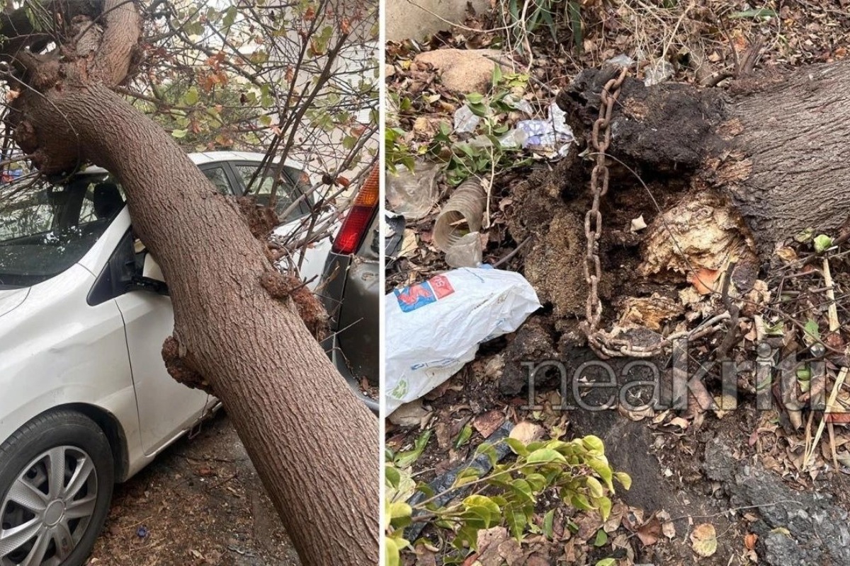 Ηράκλειο: Δέντρα καταπλάκωσαν πέντε αυτοκίνητα στον Μασταμπά λόγω θυελλωδών ανέμων