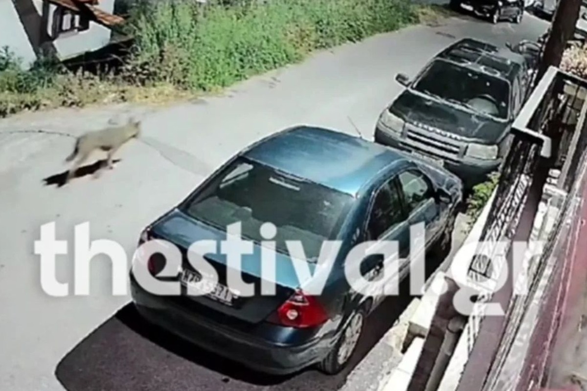 Θεσσαλονίκη: Λύκος εμφανίστηκε στα Μετέωρα - Καταγράφηκε από κάμερα ασφαλείας