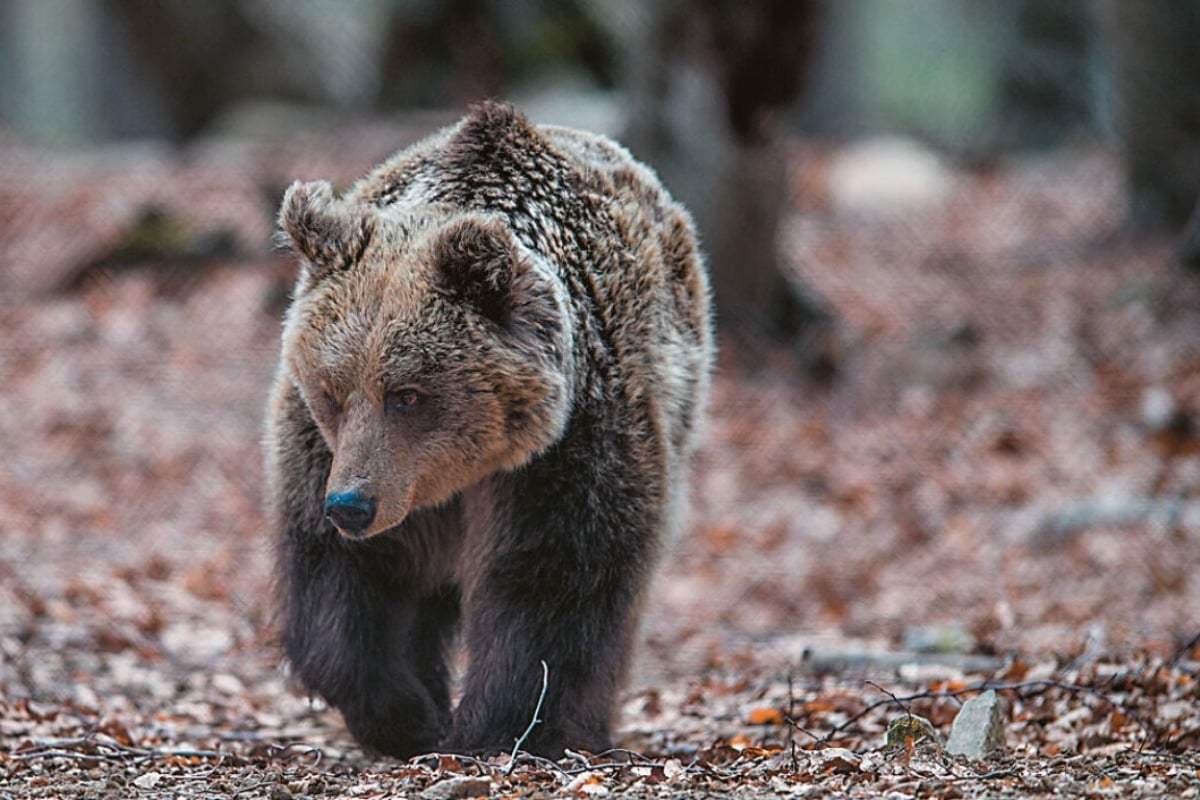 Ανησυχία στο Ωραιόκαστρο: Αρκούδα έκανε την εμφάνισή της σε κατοικημένες περιοχές