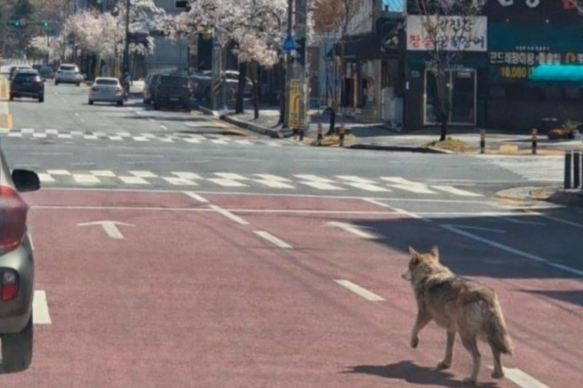 Ανω κάτω πόλη 1,5 εκατ. κατοίκων για τον «δραπέτη» λύκο - Έκλεισε σχολείο για ασφάλεια