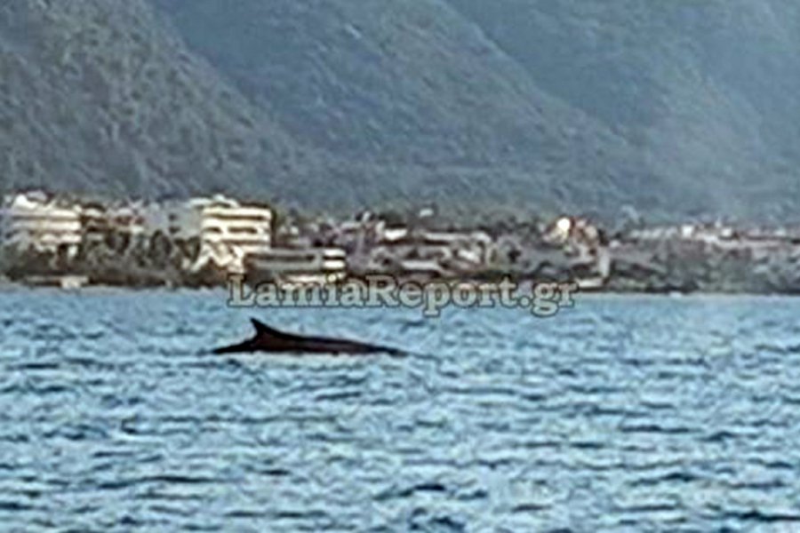 Φάλαινα πιάστηκε στα πράσα να κάνει βόλτες ανοιχτά των Καμένων Βούρλων