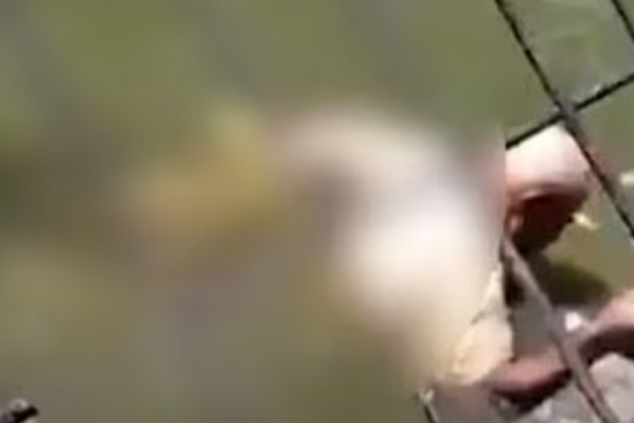 Φρικτός θάνατος για εργαζόμενο σε ζωολογικό πάρκο στην Παπούα Νέα Γουινέα: Κροκόδειλος του έκανε «περιστροφή θανάτου»