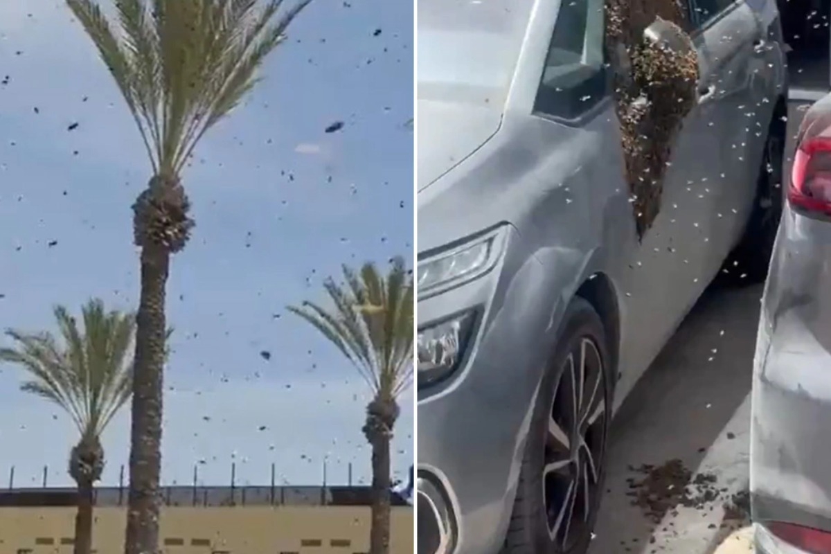 Τεράστιο σμήνος από μέλισσες εισέβαλε σε πόλη στο νότιο Ισραήλ - Δείτε βίντεο