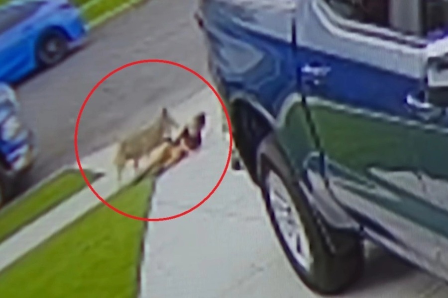 Κογιότ επιτέθηκε και τραυμάτισε 4χρονο στο Λος Αντζελες, δείτε βίντεο