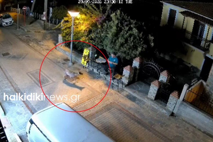 Λύκος στη Νικήτη Χαλκιδικής - Η μαρτυρία κατοίκου για το τι κρατούσε στο στόμα του