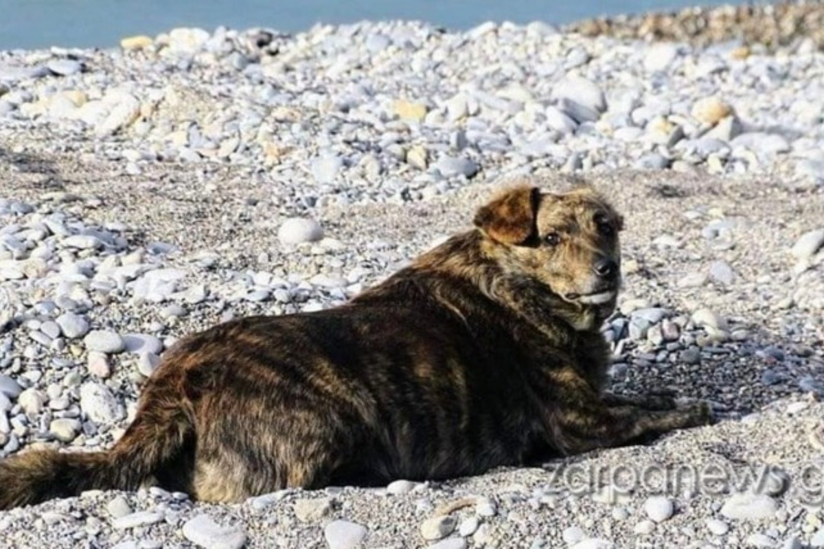 Ραγίζει καρδιές: Η Μπέλλα συνεχίζει την καθημερινή βόλτα τους σαν να είναι ακόμα μαζί