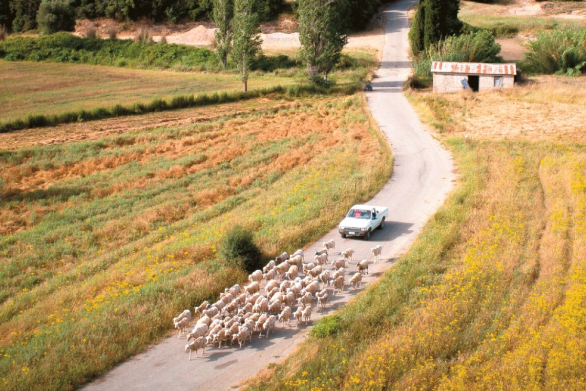 Πρώην πρόεδρος ΟΠΕΚΕΠΕ: Το 2018-2019 τα αιγοπρόβατα στην Κρήτη ήταν περισσότερα από τις μύγες