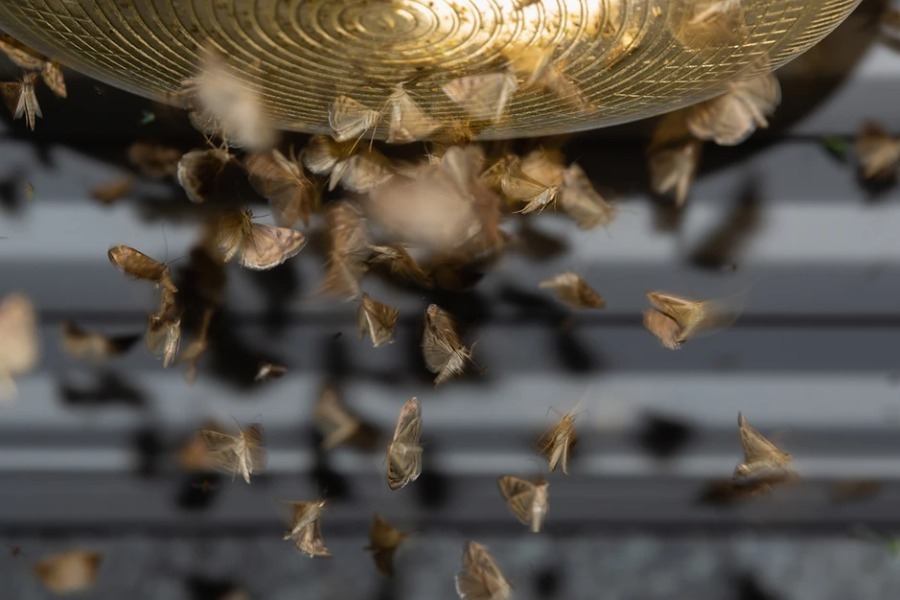 Δραματική προειδοποίηση για την ανθρωπότητα, καθώς τα έντομα «σιωπούν» μυστηριωδώς