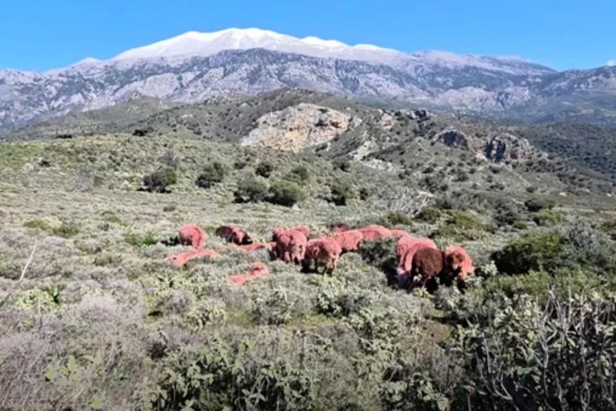Η εξήγηση πίσω από τα βαμμένα κόκκινα πρόβατα στην Κρήτη