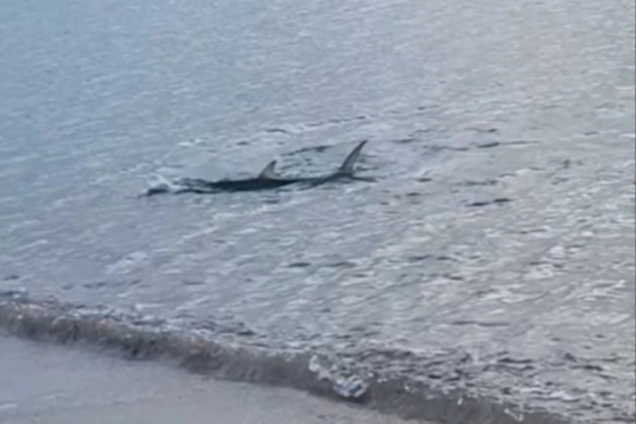 Μεγάλο καρχαριοειδές κολυμπούσε κοντά στην ακτή στο Καβούρι, δείτε βίντεο