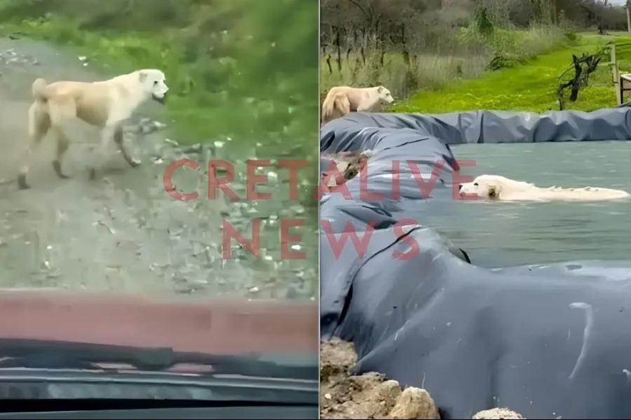 Σκυλίτσα διένυσε 1 χλμ. και οδήγησε άνθρωπο στη διάσωση του κουταβιού της που είχε πέσει σε δεξαμενή νερού